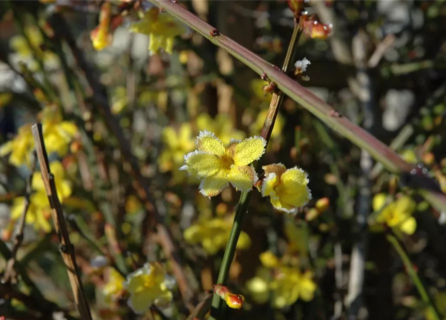 Jasminum nudiflorum