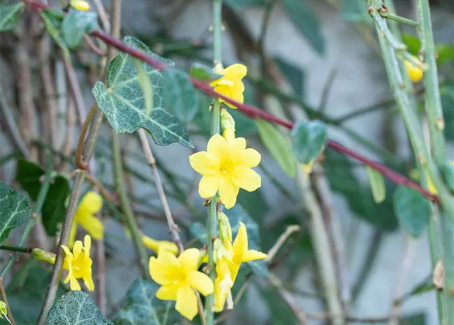 Jasminum nudiflorum