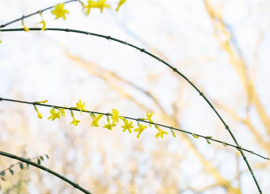 Jasminum nudiflorum