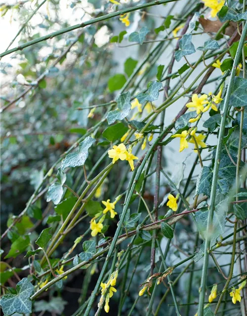 Jasminum nudiflorum