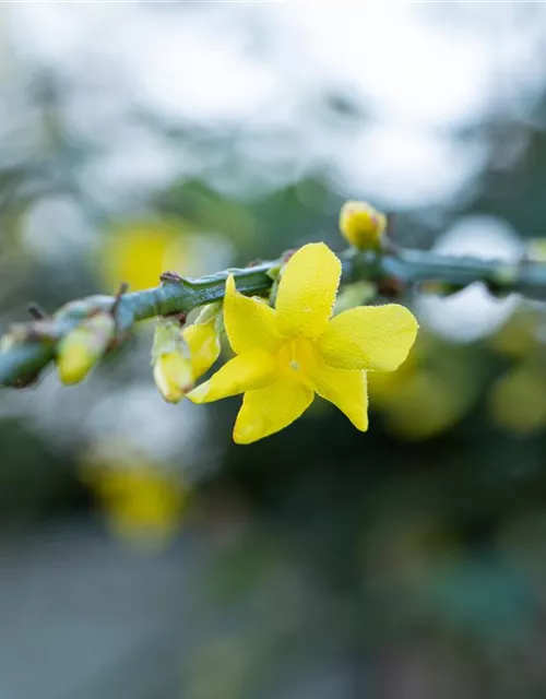 Jasminum nudiflorum