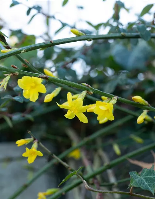 Jasminum nudiflorum