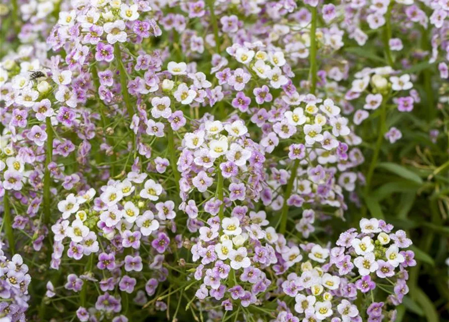 Lobularia maritima