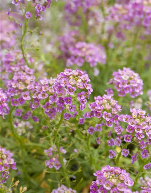 Lobularia maritima