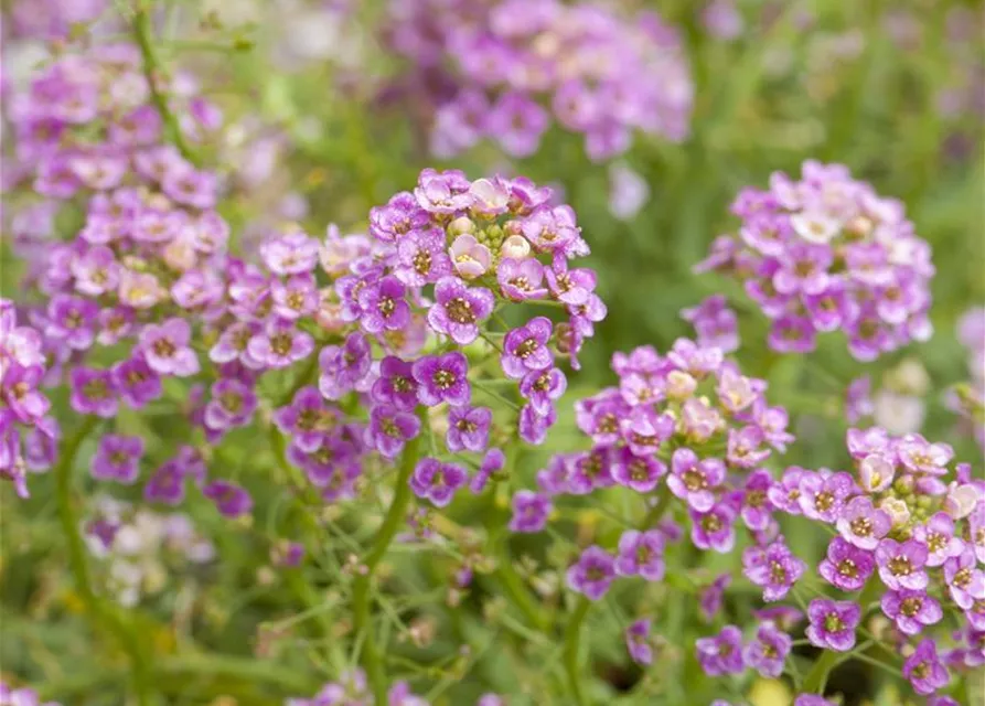 Lobularia maritima