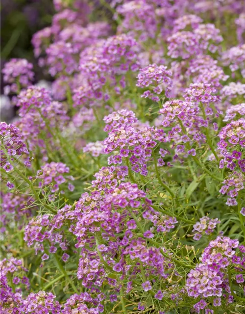 Lobularia maritima