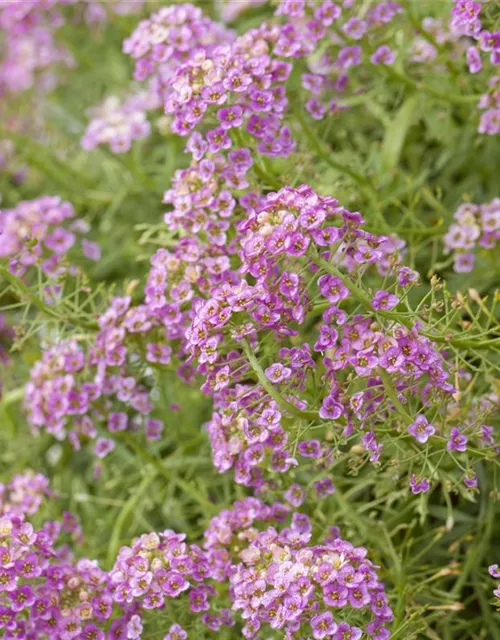 Lobularia maritima