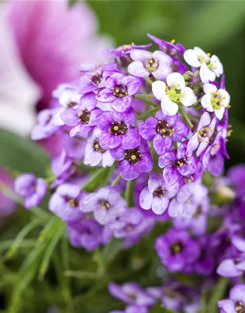 Lobularia maritima