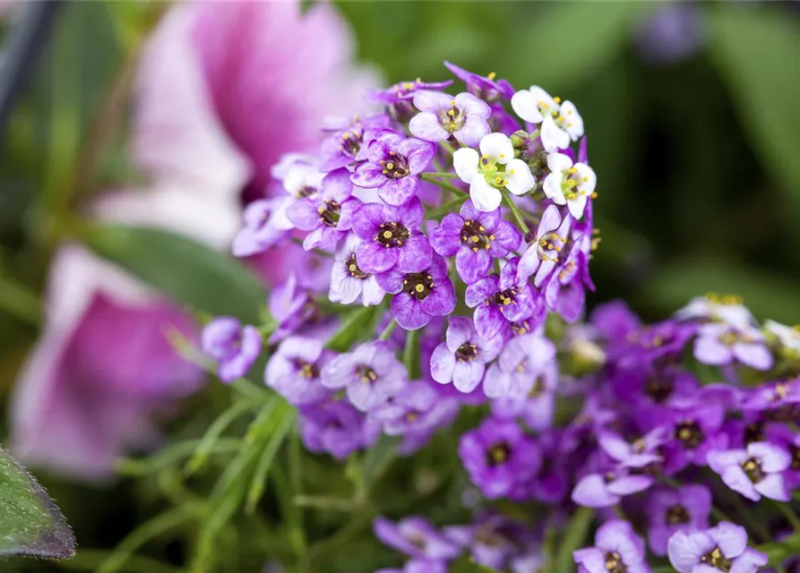 Lobularia maritima