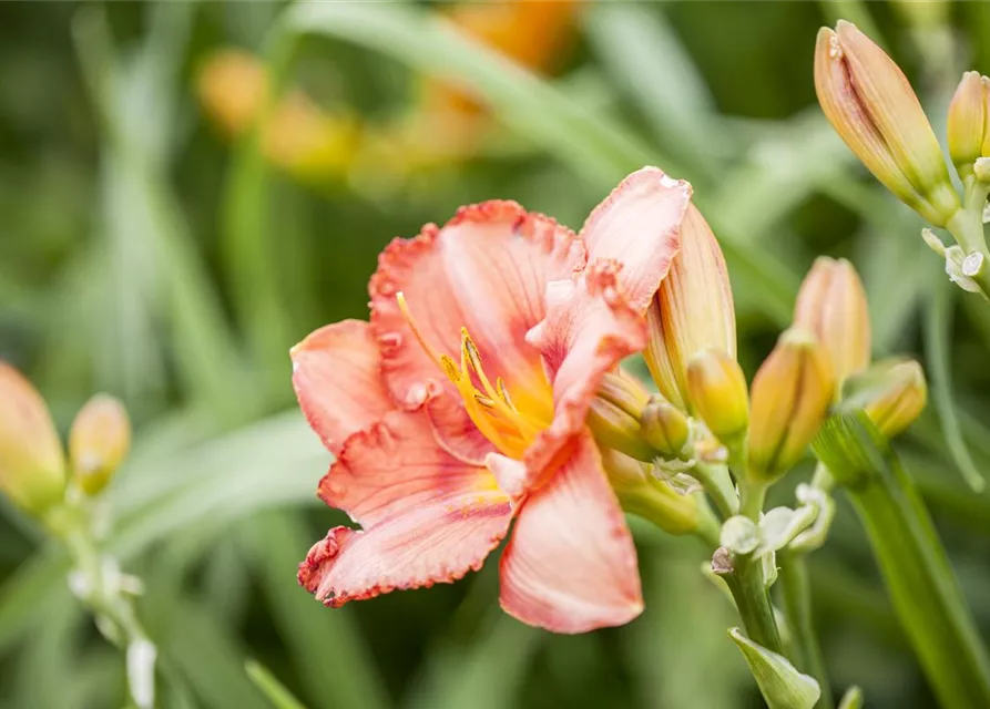 Hemerocallis