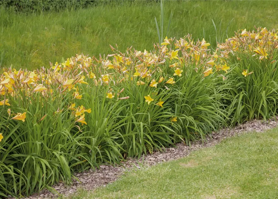 Hemerocallis