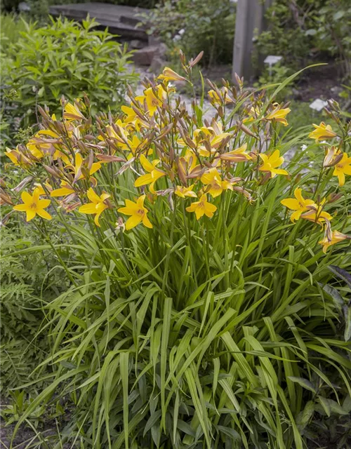 Hemerocallis