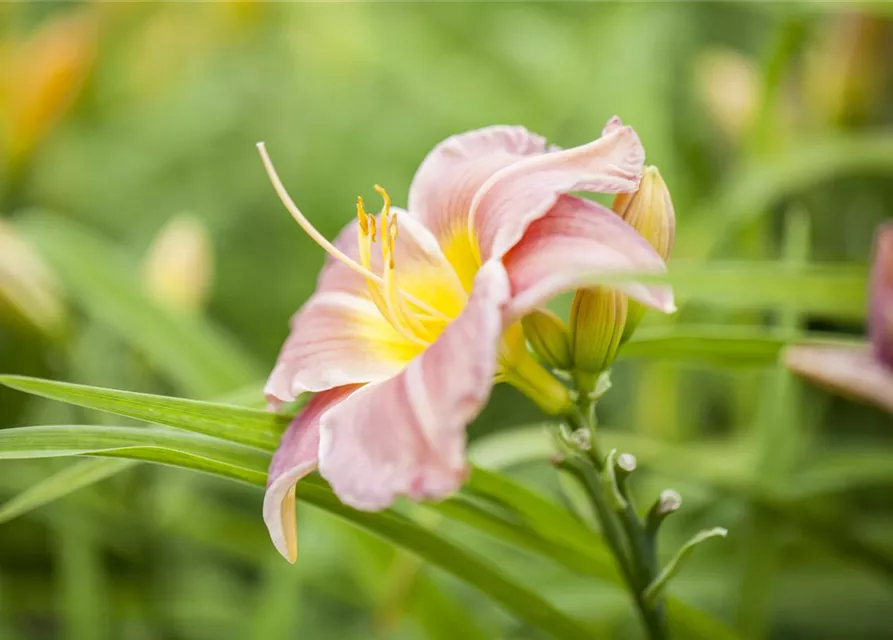 Hemerocallis