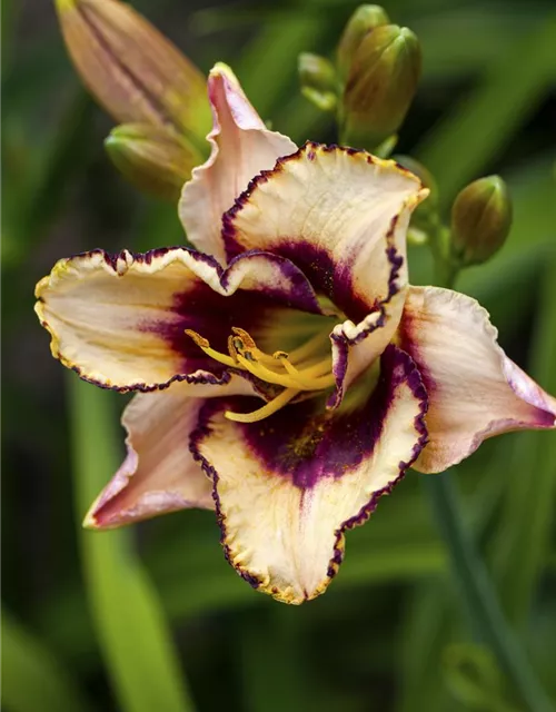 Hemerocallis