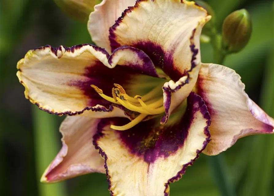 Hemerocallis