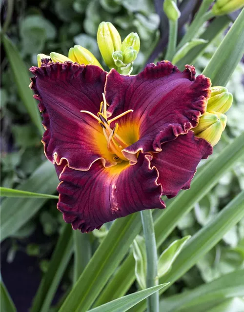 Hemerocallis