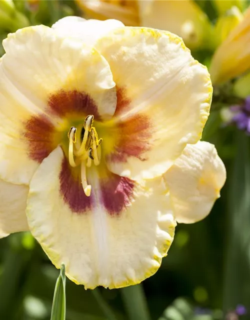 Hemerocallis