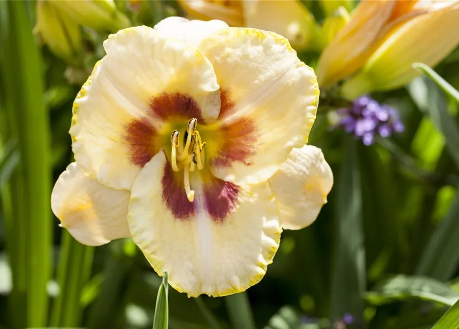 Hemerocallis