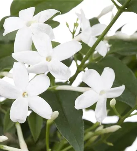 Jasminum polyanthum