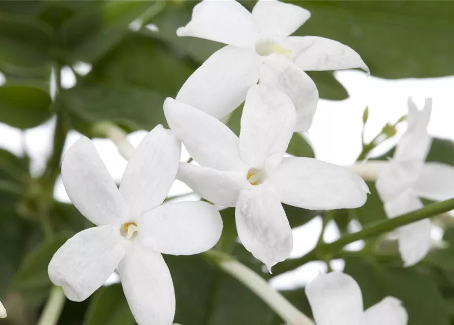 Jasminum polyanthum