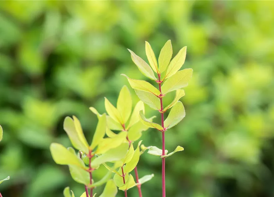 Lonicera caerulea var. kamtschatica