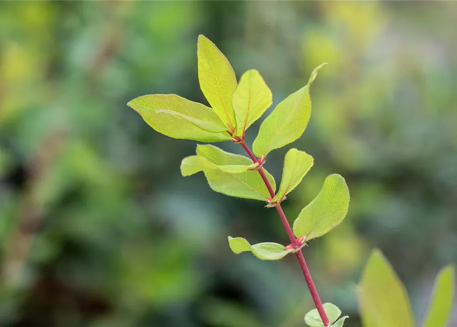 Lonicera caerulea var. kamtschatica