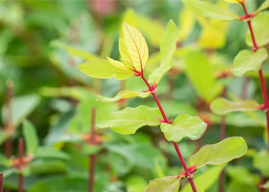 Lonicera caerulea var. kamtschatica