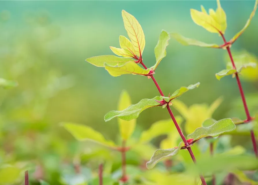 Lonicera caerulea var. kamtschatica