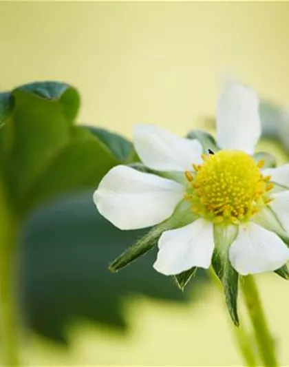 Fragaria x ananassa 'Elan'