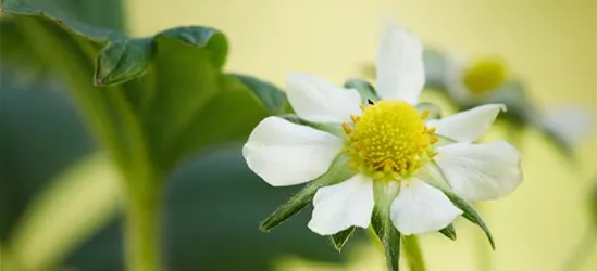 Fragaria x ananassa 'Elan'