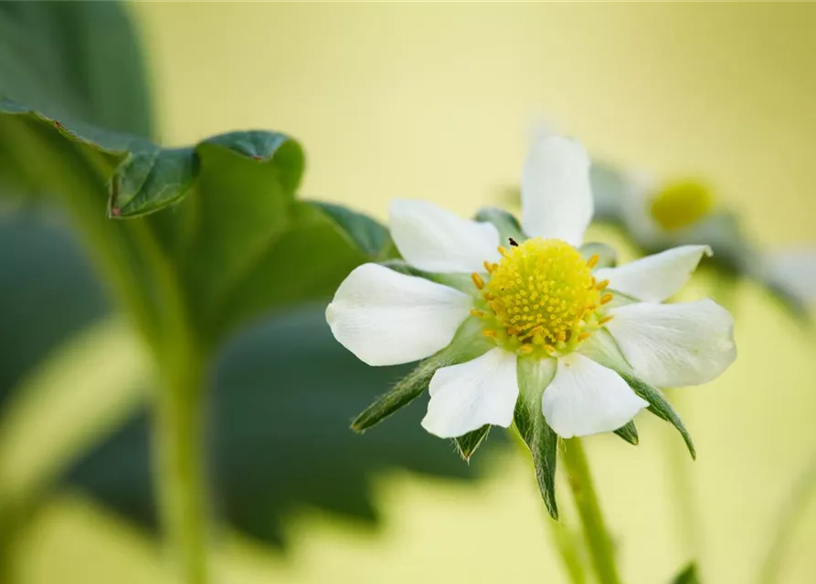 Fragaria x ananassa 'Elan'