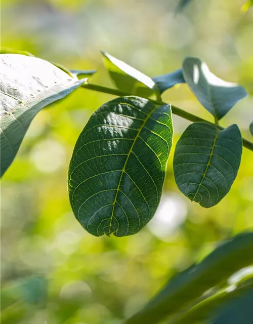 Juglans regia