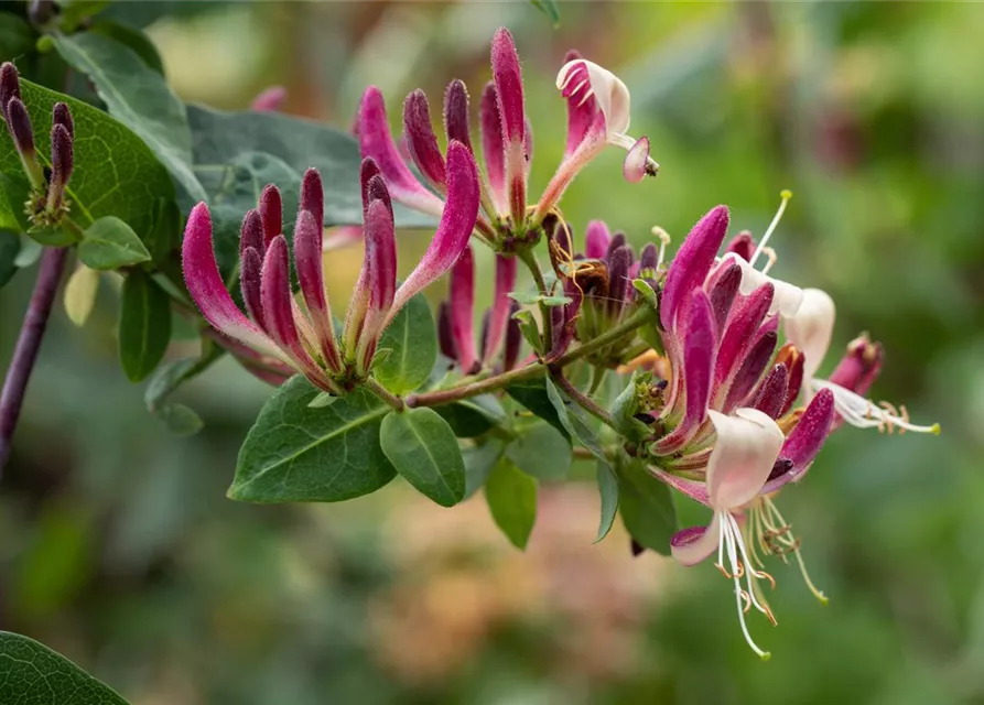 Lonicera heckrottii