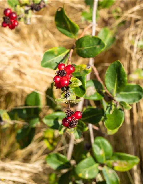 Lonicera heckrottii