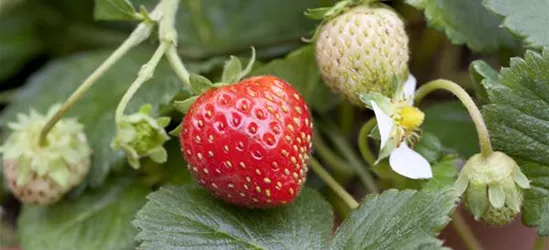 Fragaria x ananassa 'Mieze Schindler'