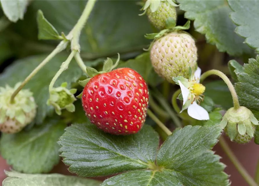 Fragaria x ananassa 'Mieze Schindler'