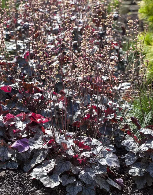 Heuchera micrantha