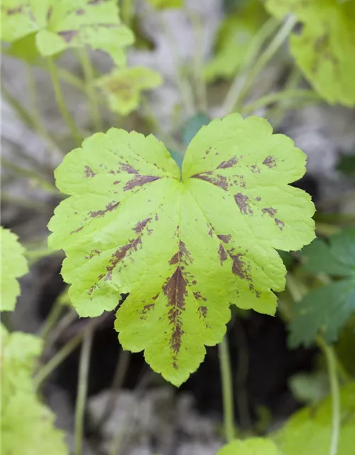 Heuchera micrantha