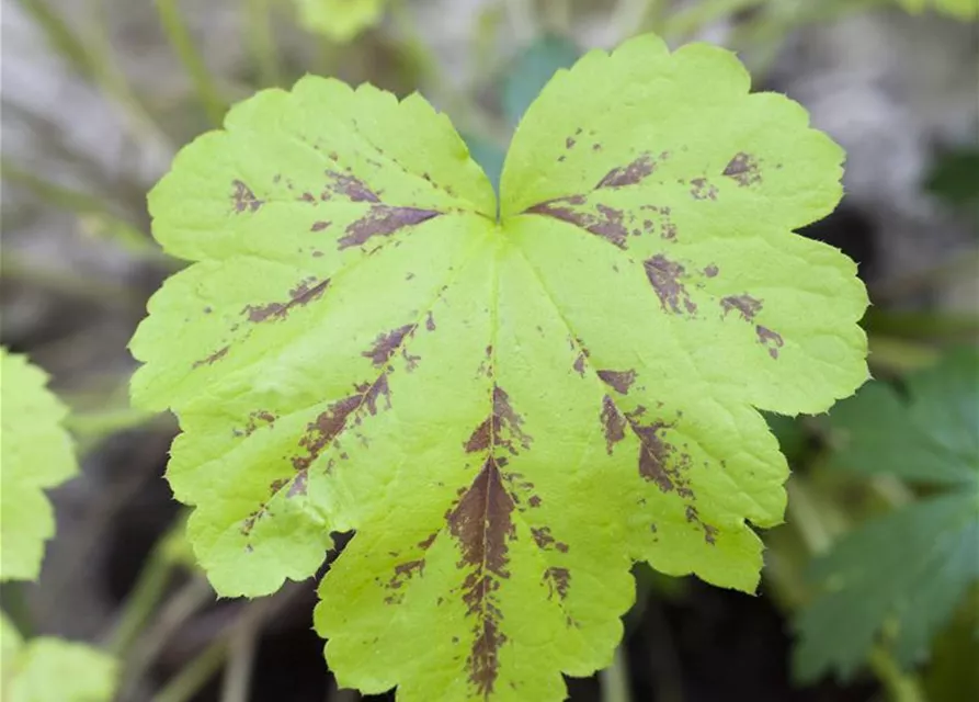 Heuchera micrantha