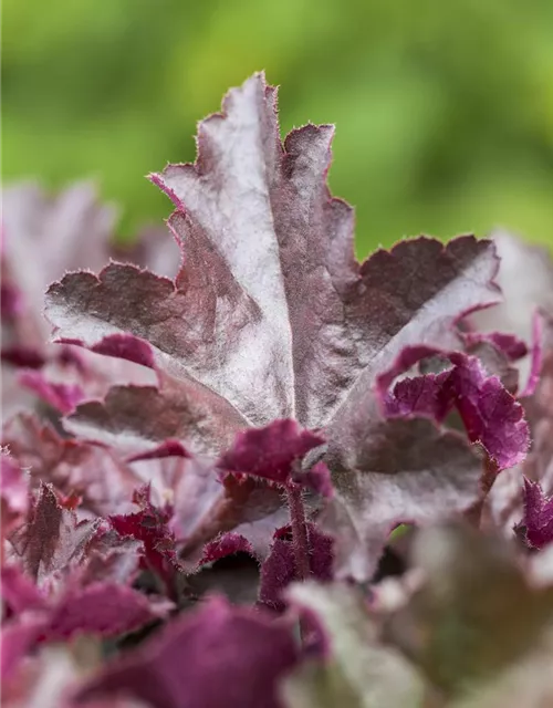 Heuchera micrantha