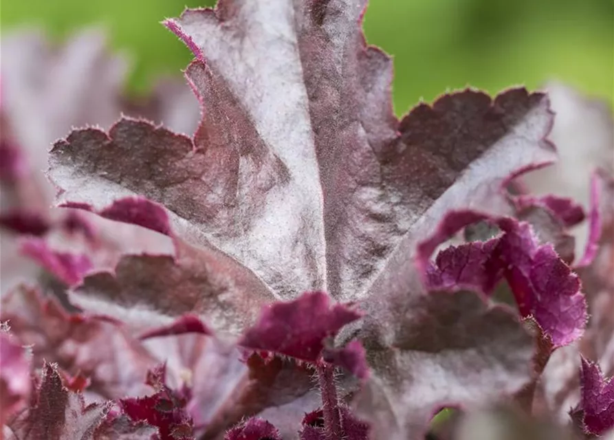 Heuchera micrantha