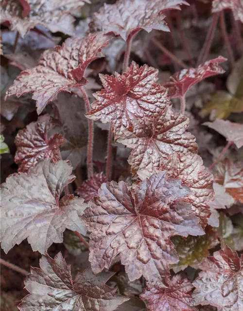 Heuchera micrantha