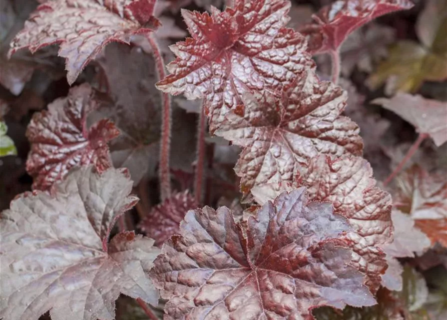 Heuchera micrantha