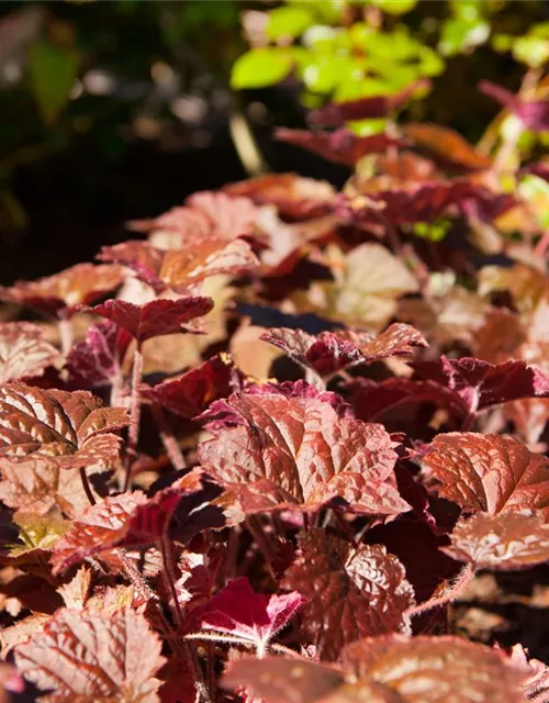 Heuchera micrantha