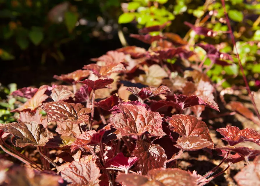 Heuchera micrantha