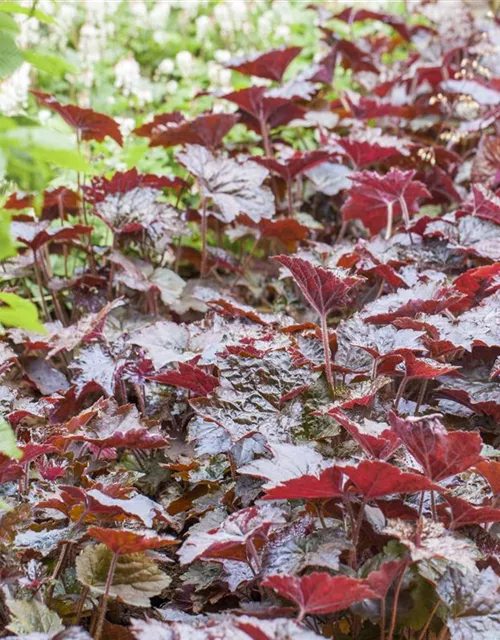 Heuchera micrantha