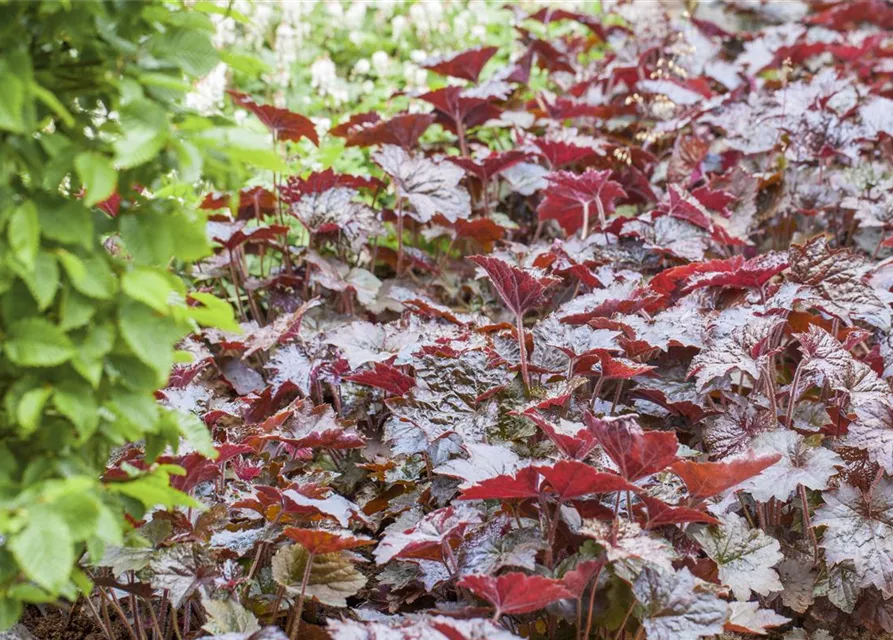 Heuchera micrantha