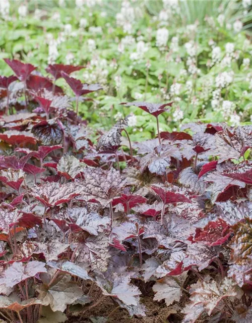 Heuchera micrantha