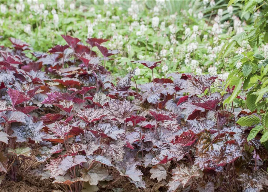 Heuchera micrantha