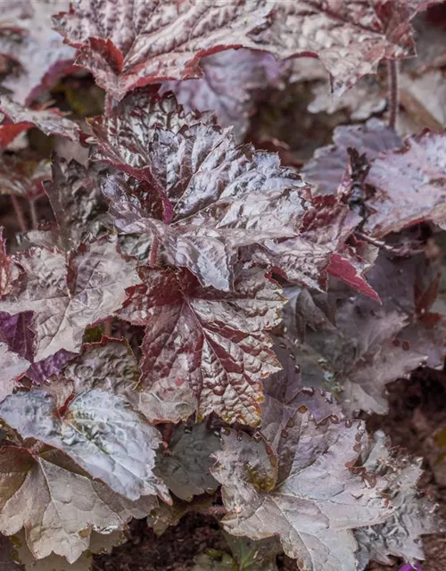 Heuchera micrantha